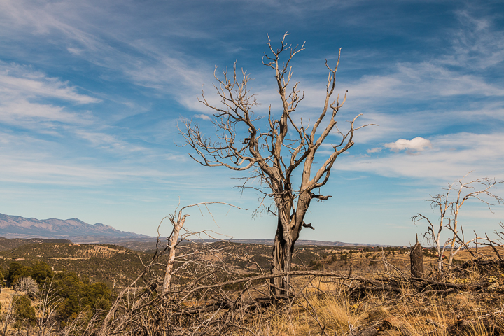 Dead Tree - New Mexico