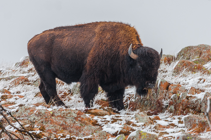 American Bison in the Wichita Mountains Wildlife Refuge