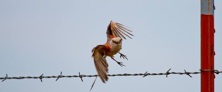 Scissor-Tailed Flycatcher