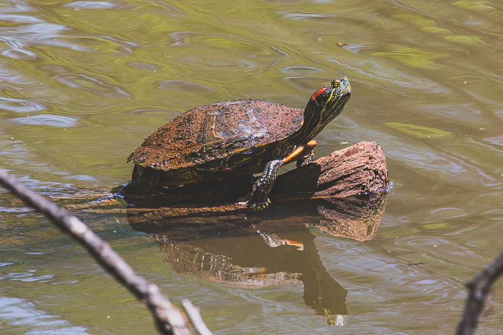 Turtle - Red-eared Slider