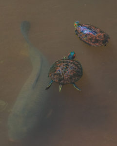 Turtle - Red-eared Slider with Carp