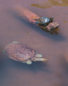 Turtle - Red-eared Slider with Soft-shell
