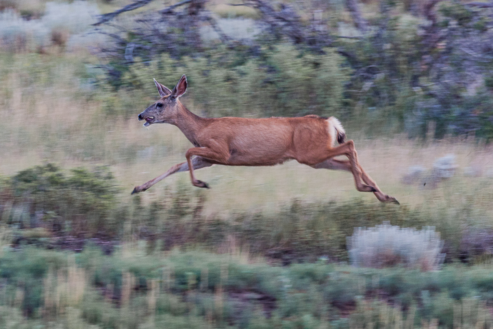 New Mexico: White-Tailed Deer