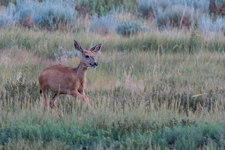 New Mexico: White-Tailed Deer