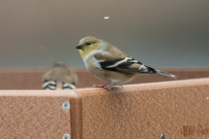 Backyard Birds - American Goldfinch