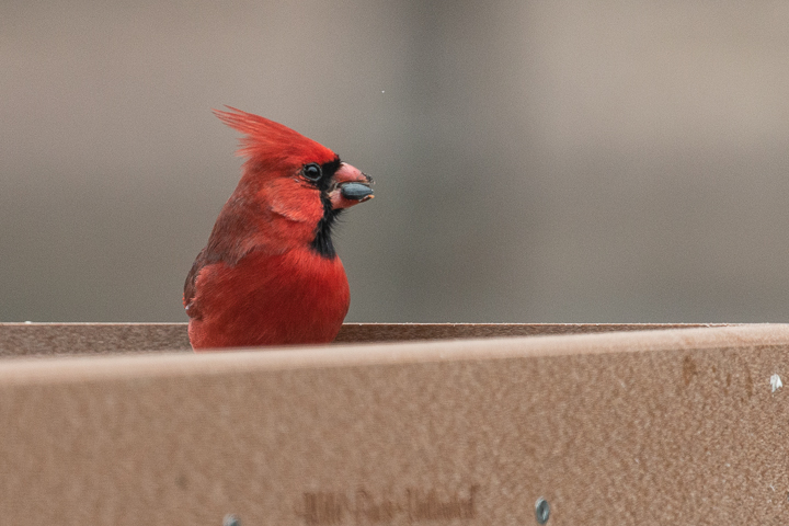 Backyard Birds - Northern Cardinal