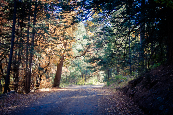 Autumn Road - A mountain road shaded by trees on either side.