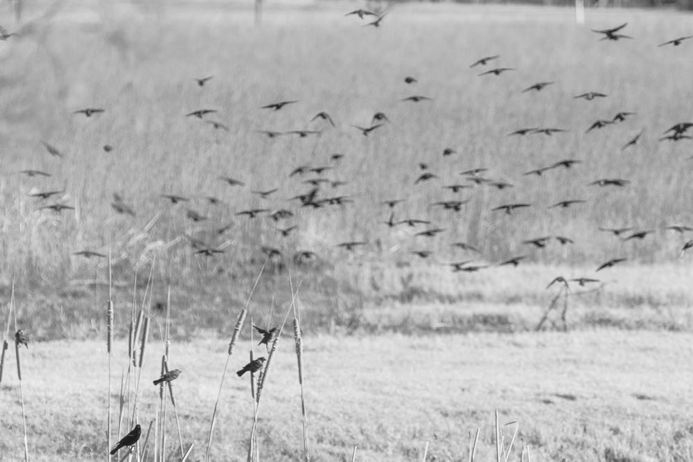 Feathering Doubt: Flock of birds flying into tall grass