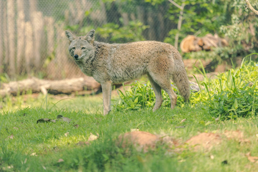 OKC Zoo Coyote
