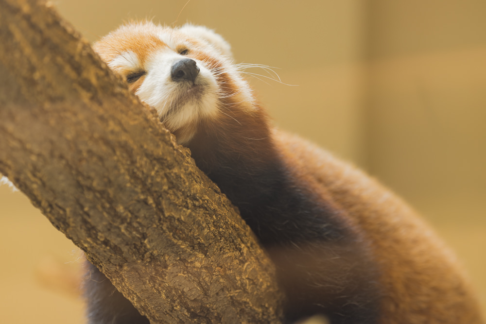 Red Panda napping at the zoo