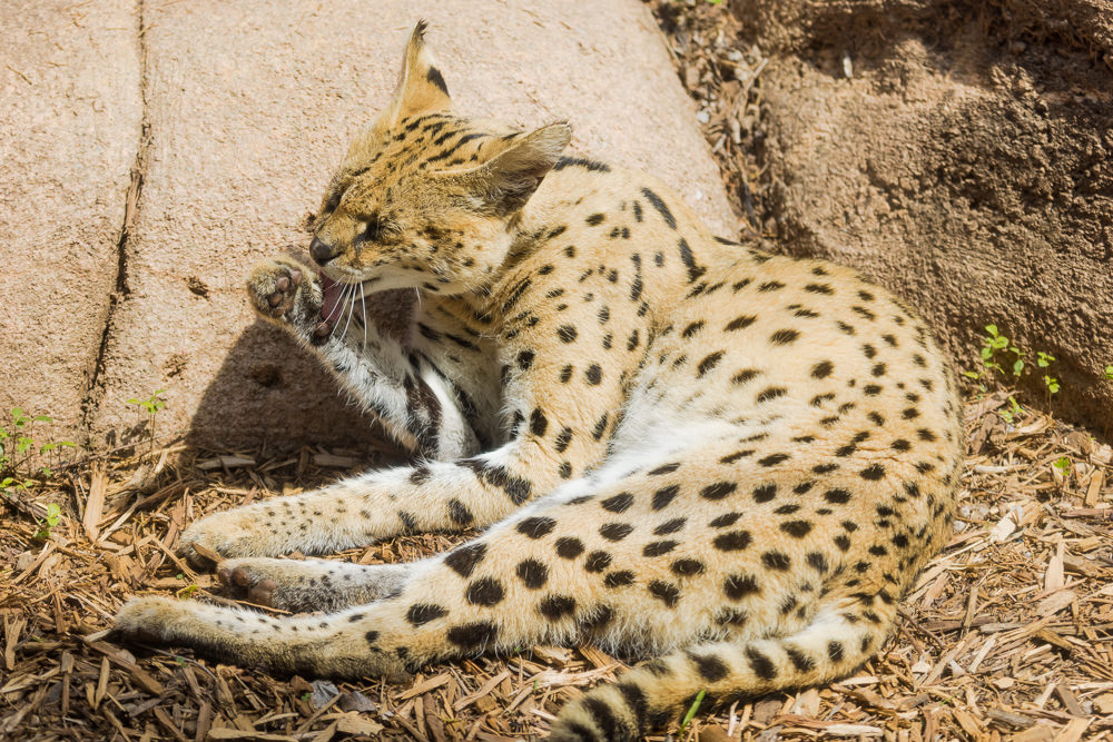 Zoo Serval taking a short bath