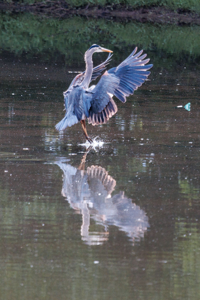 Backyard Birds - Greater Blue Heron