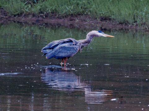 Greater Blue Heron shaking off