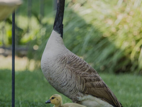 One of five goslings with parent