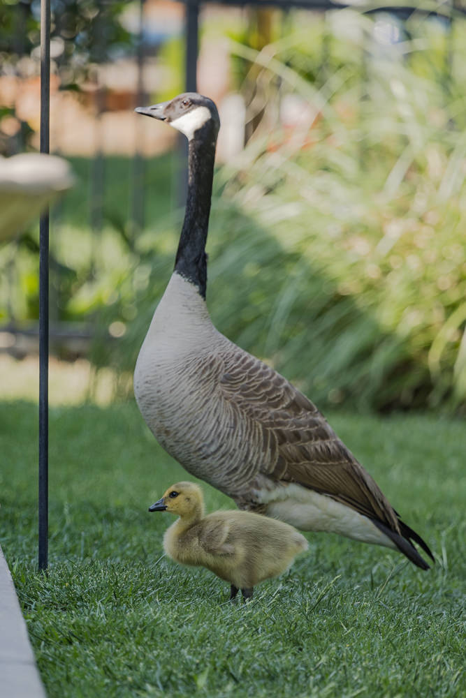 One of five goslings with parent