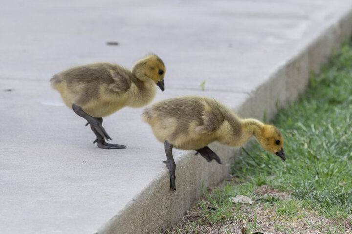 Goslings hopping off the patio