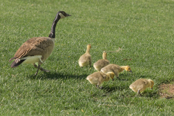 Gone are the goslings