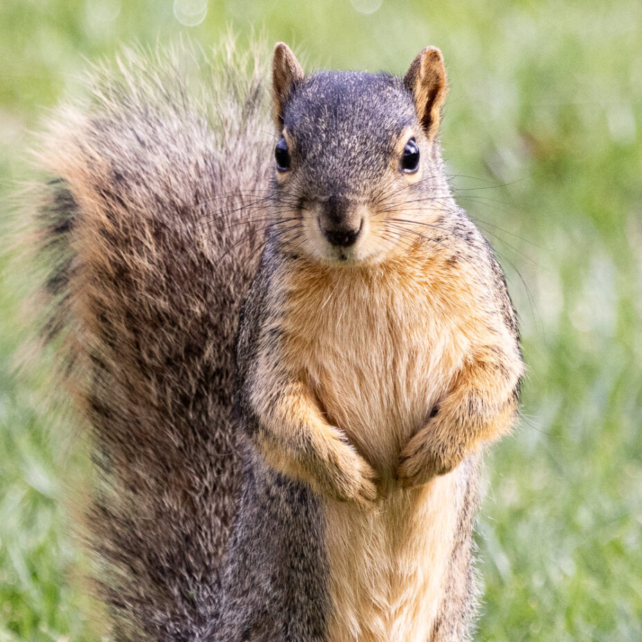 The Confusion of Squirrels