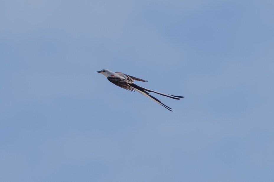 Scissortail flycatcher, the Oklahoma State Bird