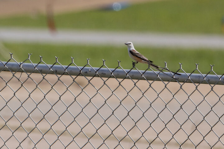 Oklahoma state bird on a fence