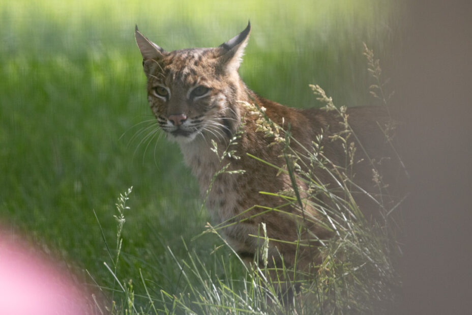 Bobcat Check-In